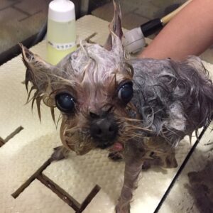 シャンプーヨーキー