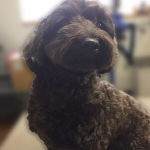 よろしくミックス