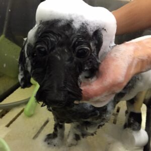 シャンプーミックス