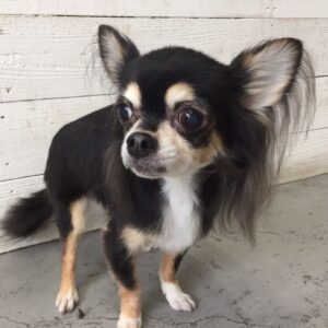 仕上がりチワワ