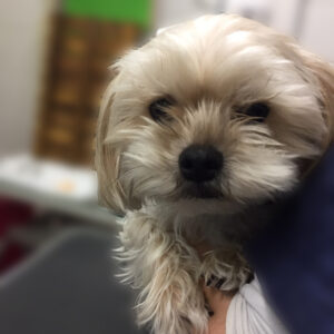 よろしくミックス