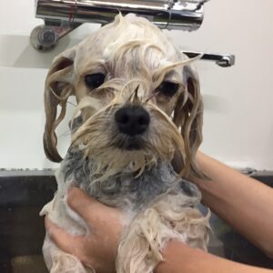 シャンプーミックス