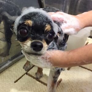 シャンプーチワワ