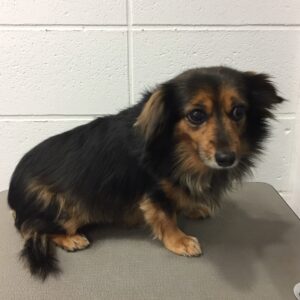 よろしくミックス