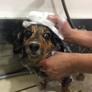 シャンプーミックス