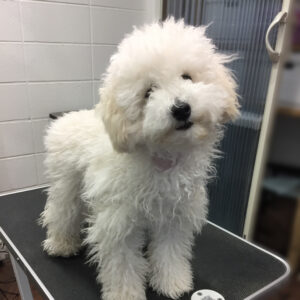 よろしくトイプー