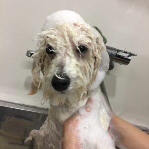 シャンプートイプー