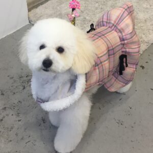 仕上がりトイプー