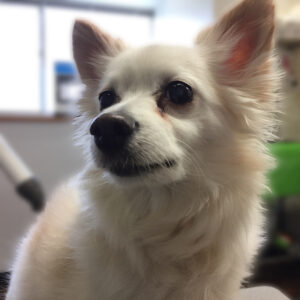 よろしくミックス