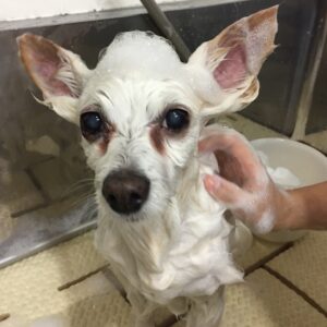 シャンプーミックス