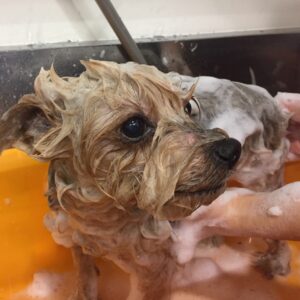 シャンプーヨーキー