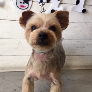 仕上がりヨーキー