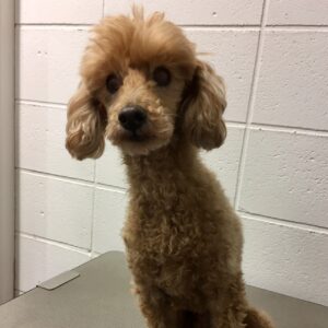 よろしくトイプー