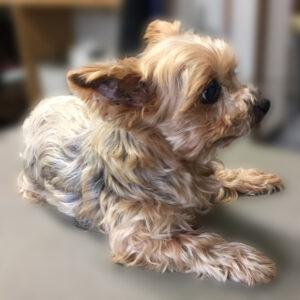 よろしくヨーキー