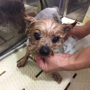 シャンプーヨーキー