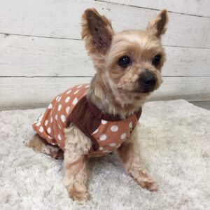 仕上がりヨーキー