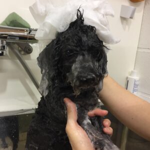 シャンプートイプー