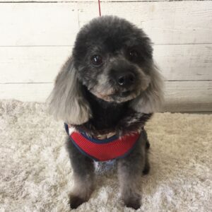 仕上がりトイプー