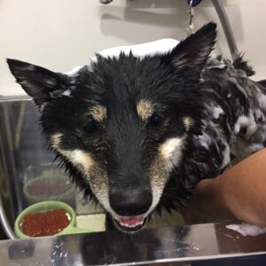 シャンプーしば