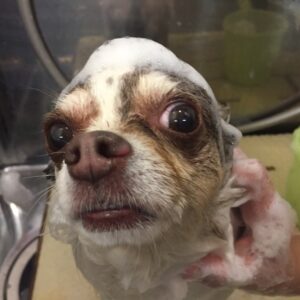 シャンプーチワワ