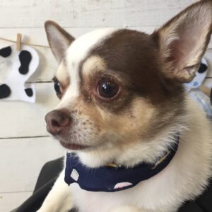 仕上がりチワワ