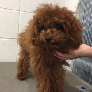 よろしくトイプー