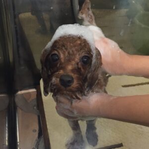 シャンプートイプー