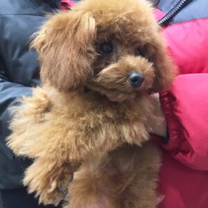 仕上がりトイプー