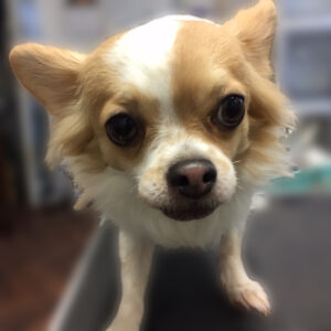 よろしくチワワ