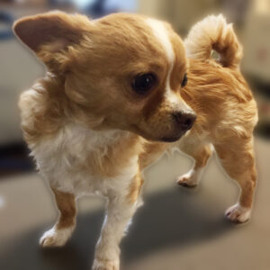 よろしくチワワ