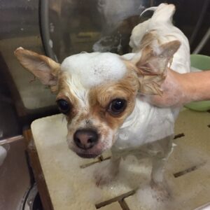 シャンプーチワワ