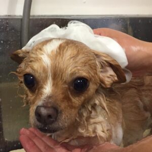 シャンプーチワワ