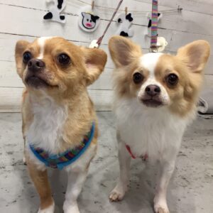 仕上がりチワワ