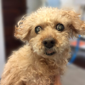 よろしくトイプー