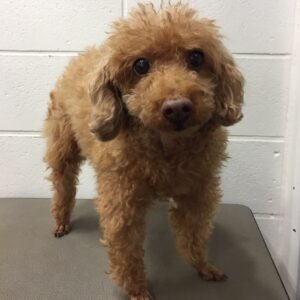 よろしくトイプー