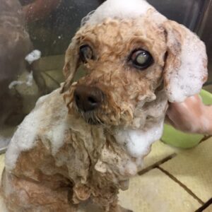 シャンプートイプー