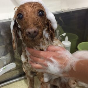 シャンプートイプー