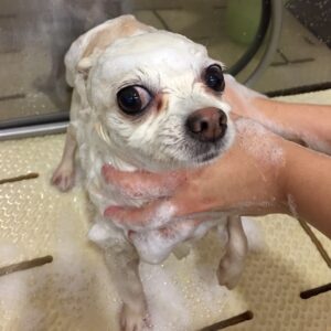 シャンプーチワワ