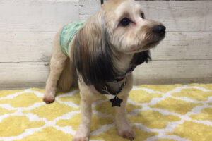 陽ちゃんアイキャッチ