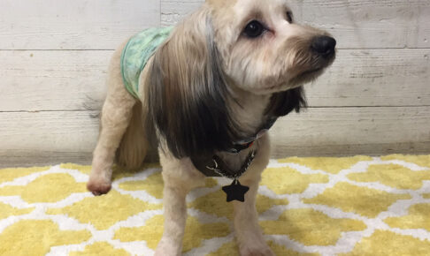 陽ちゃんアイキャッチ