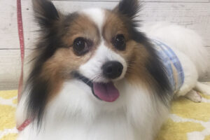 メルちゃんアイキャッチ