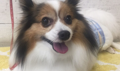 メルちゃんアイキャッチ