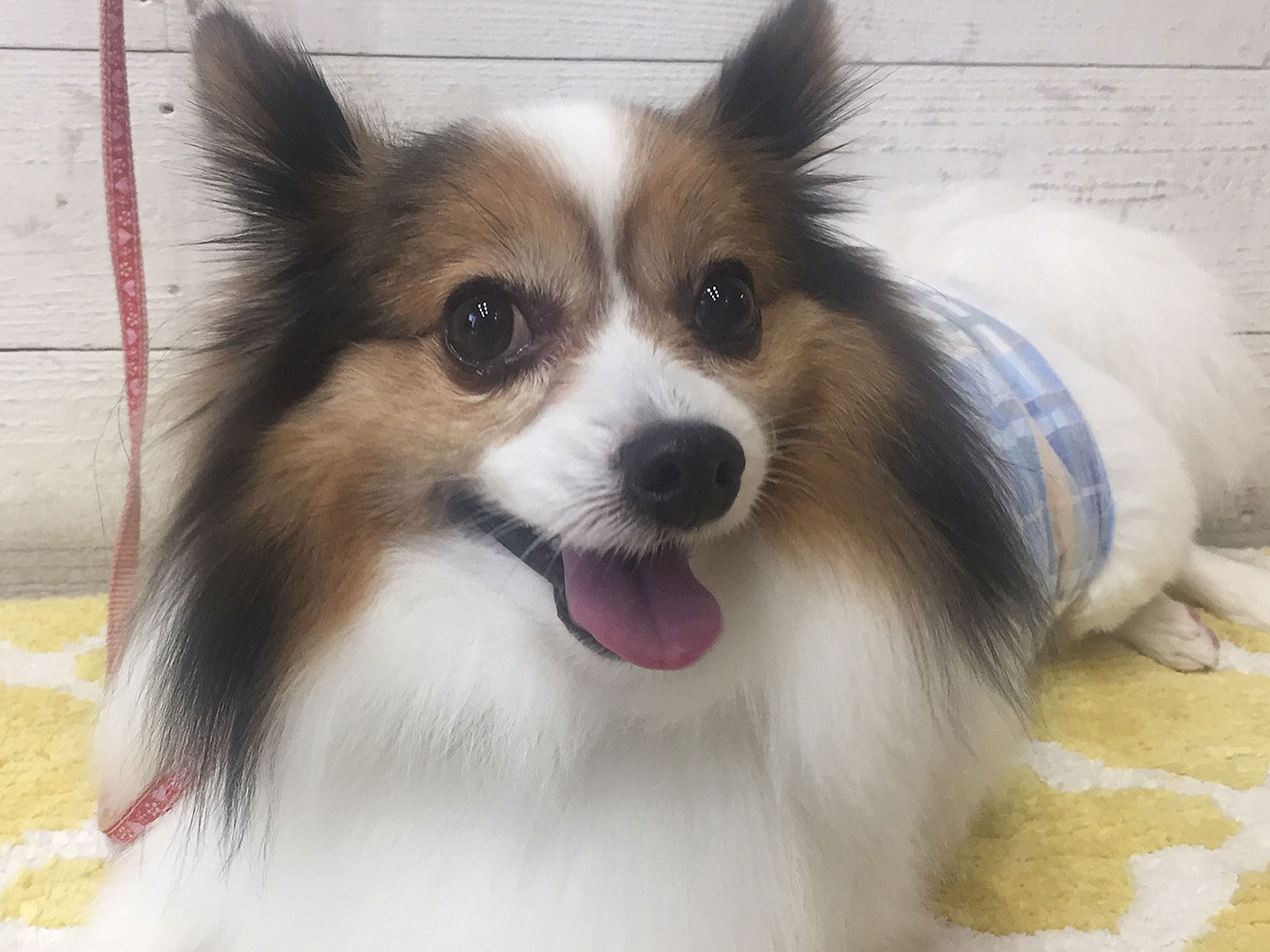 メルちゃんアイキャッチ