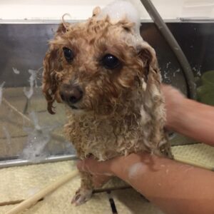 シャンプートイプー