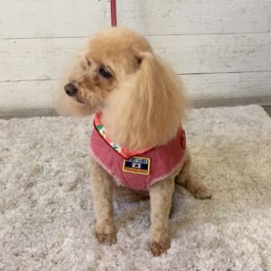 仕上がりトイプー