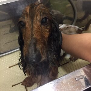 シャンプーダックス