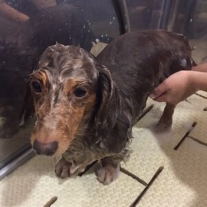 シャンプーダックス