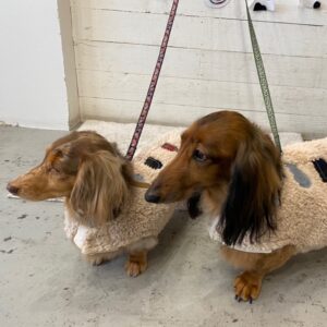 仕上がりダックス