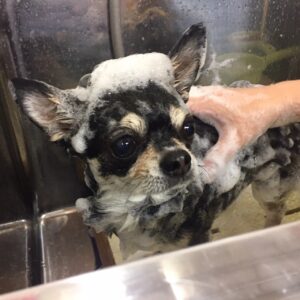 シャンプーチワワ