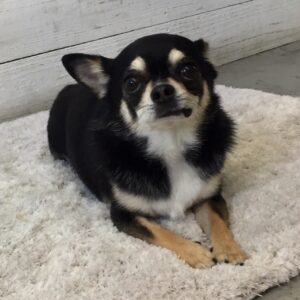 仕上がりチワワ